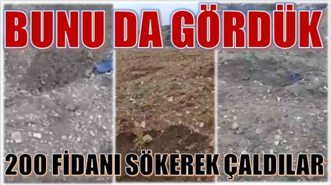 200 FİDANI SÖKEREK ÇALDILAR
