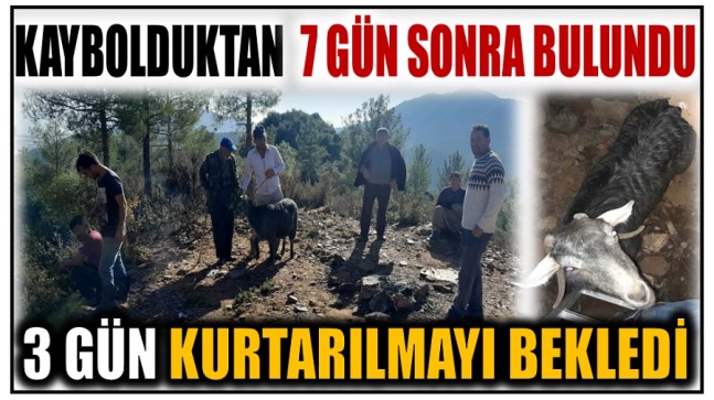 KAYIP KEÇİ 7 GÜN SONRA BULUNDU ; 3 GÜN KURTARILMAYI BEKLEDİ