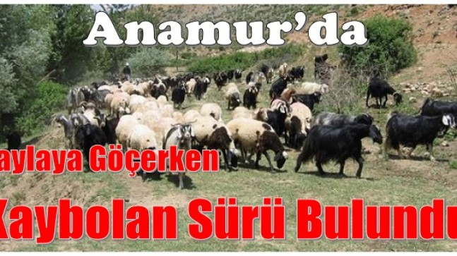 Yayla Yolunda Kaybolan Sürü Bulundu