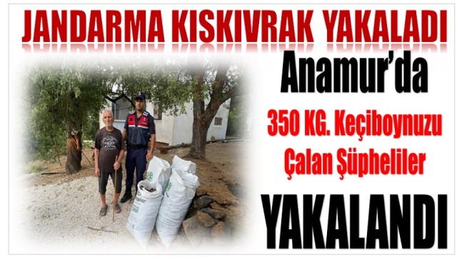 Anamur’da Keçiboynuzu Çalan 3 Şüpheliyi Jandarma Kıskıvrak Yakaladı