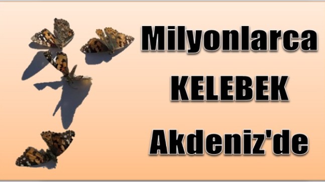 KRAL KELEBEKLERİ Dönüş Yolunda