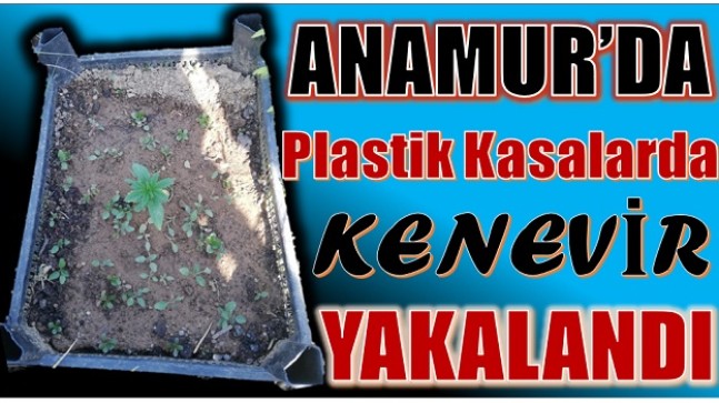 ANAMUR’DA PLASTİK KASALARDA KENEVİR YAKALANDI