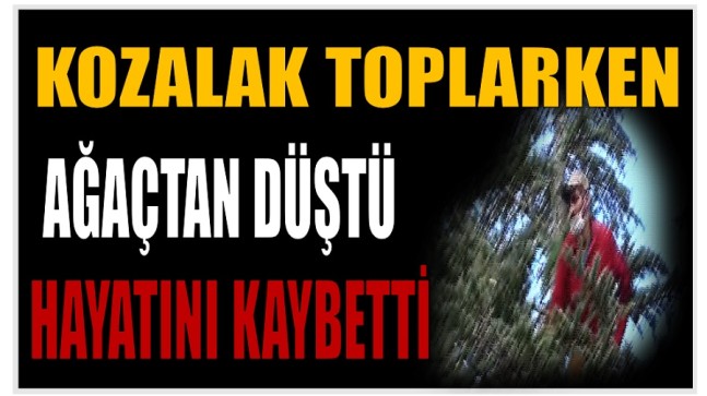 Kozalak Toplarken Ağaçtan Düştü ; Hayatını Kaybetti