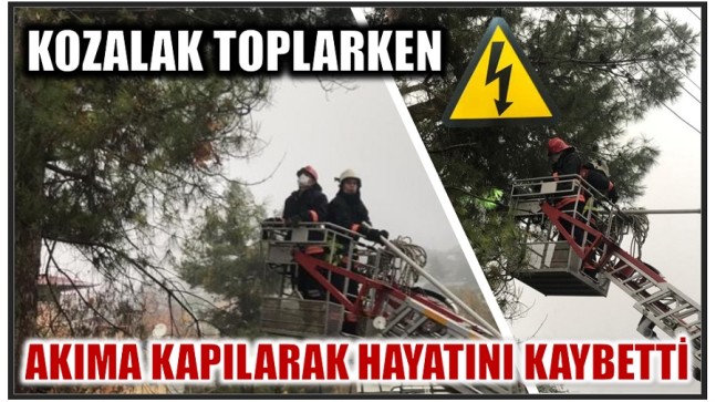 Kozalak Toplarken Elektrik Akımına Kapıldı