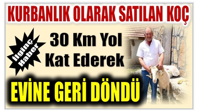 Kurbanlık Olarak Satılan Koç, Eski Sahibine Geri Döndü