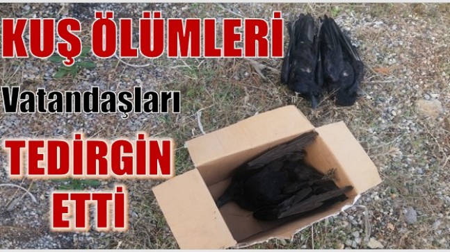 KUŞLARIN ÖLÜMÜ MAHALLE SAKİNLERİNİ TEDİRGİN ETTİ