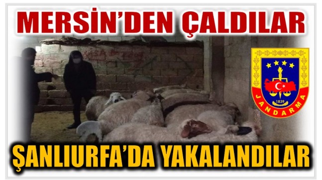 Hayvanları Kaçırdılar , Kendileri Jandarmadan Kaçamadılar !
