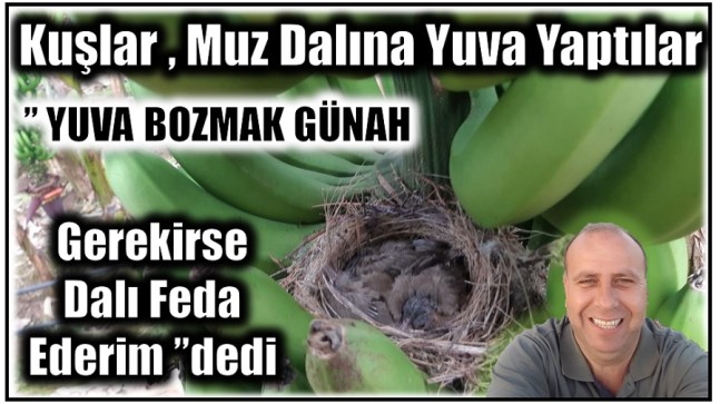 Kuş,Muz Dalına Yuva Yaptırınca Kestirmedi