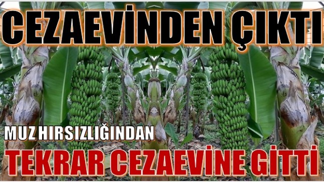 CEZAEVİNDEN ÇIKTI , MUZ HIRSIZLIĞINDAN TEKRAR CEZAEVİNE GİRDİ