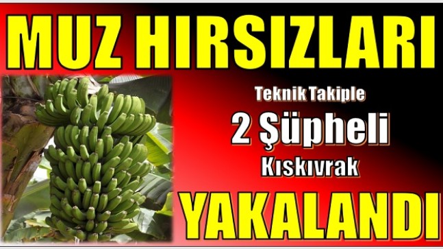 Muz Hırsızları, Teknik Takiple Yakalandı