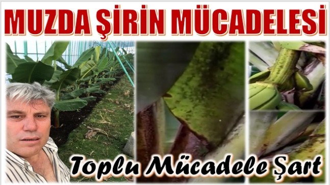 MUZ ÜRETİCİLERİ “ŞİRİN” İLE TOPLU MÜCADELE ETMELİ