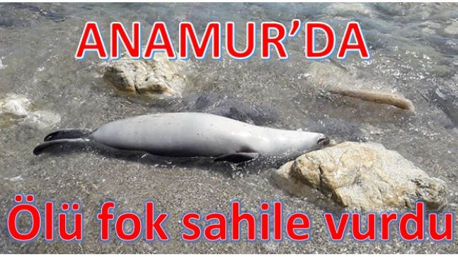 Anamur’da Ölü Fok Kıyıya Vurdu