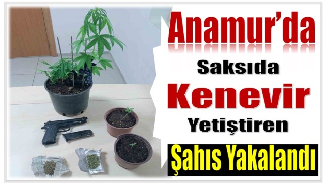 Anamur’da Saksıda Kenevir Yetiştiren Şahıs Yakalandı