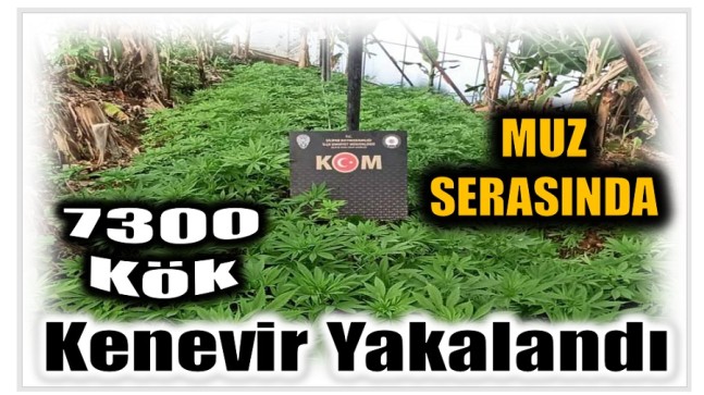 Muz Serasında 7300 Kök Kenevir Yakalandı