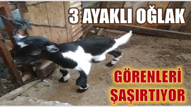 ÜÇ AYAKLI OĞLAK GÖRENLERİ ŞAŞIRTIYOR