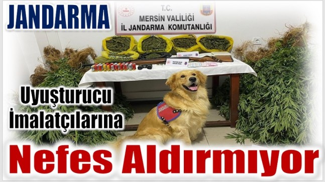 Jandarma , Uyuşturucu İmalatçılarına Göz Açtırmıyor