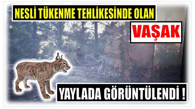 YAYLADA VAŞAK GÖRÜNTÜLENDİ