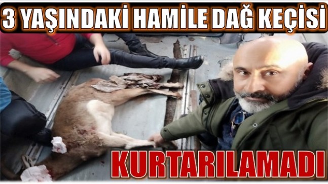 YARALI DAĞ KEÇİSİ KURTARILAMADI