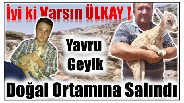 İyi ki Varsın ÜLKAY, Yavru Geyik Doğal Ortamına Salındı