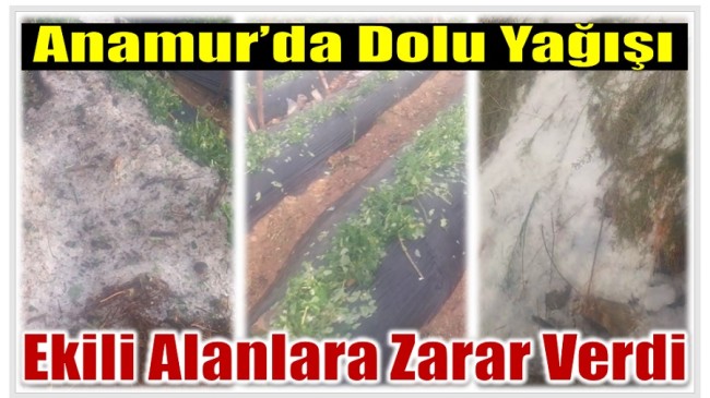 Anamur’da Dolu Etkili Oldu ; Ekili Alanlar Zarar Gördü