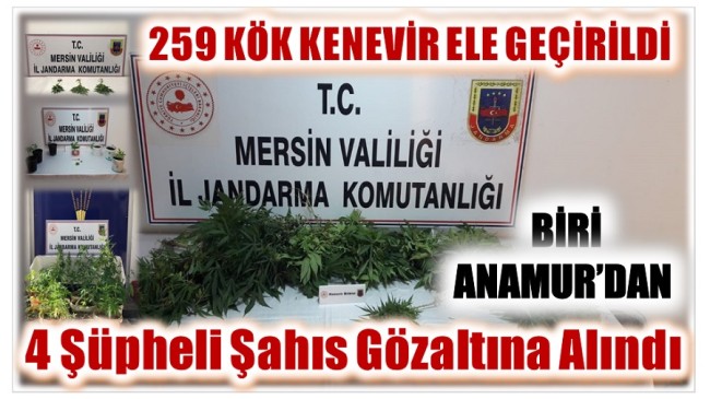 Yasadışı Kenevir Ekiminden ; Biri Anamur’dan 4 Şüpheli Şahıs Gözaltına Alındı