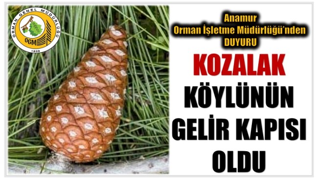 Kozalak , Orman Köylüsünün Gelir Kapısı Oluyor