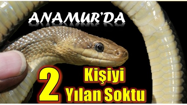 ANAMUR’DA İKİ KİŞİYİ YILAN SOKTU