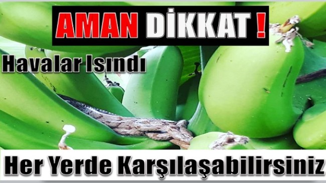 Aman Dikkat ! Havalar Isındı ve Görülmeye Başladılar