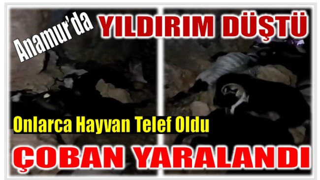 YILDIRIM  DÜŞTÜ ; Onlarca Hayvan Telef Oldu , Çoban Yaralandı