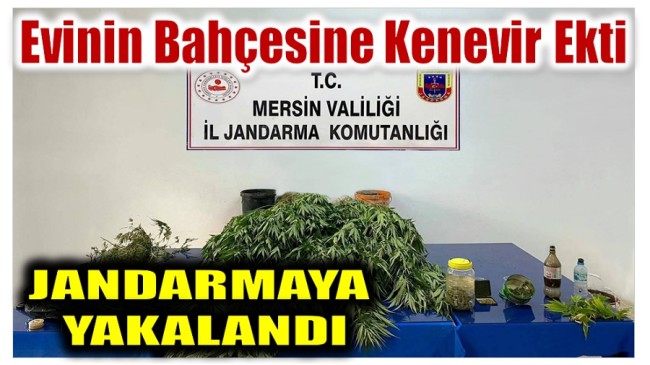 EVİNİN BAHÇESİNE KENEVİR EKTİ, JANDARMAYA YAKALANDI !