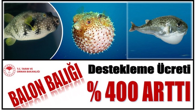 İstilacı Balon Balığı Avcılarına Büyük Destek