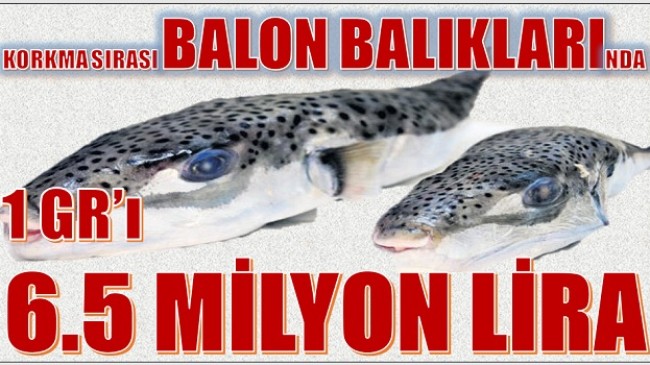 BALON BALIĞI KIYMETE BİNİYOR ; 1 Gr’ı 6.5 Milyon Lira