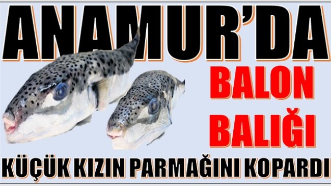 BALON BALIĞI,KÜÇÜK KIZIN PARMAĞINI KOPARDI