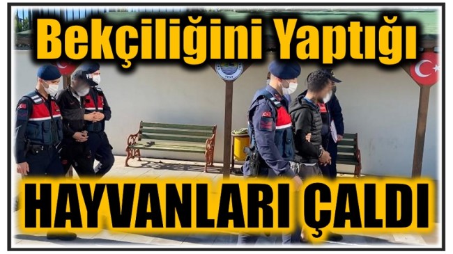 103 Küçükbaş Hayvanı Ağıl Bekçisinin Çaldığı Belirlendi