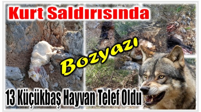 Bozyazı’da Kurt Saldırısı ; 13 Küçükbaş Hayvan Telef Oldu