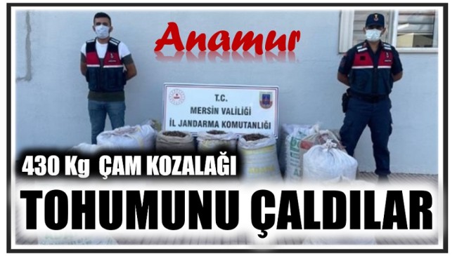 ÇAM KOZALAĞI TOHUMUNU ÇALDILAR