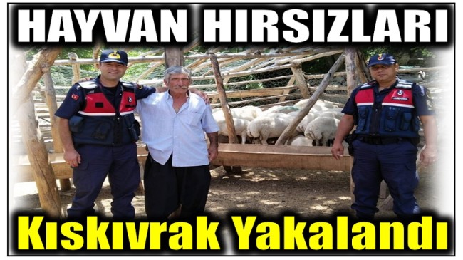 Jandarma Hayvan Hırsızlarını Kıskıvrak Yakaladı ; Hayvanlar Sahibine Teslim Edildi