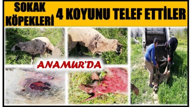 ANAMUR’DA SOKAK KÖPEKLERİ 4 KOYUNU TELEF ETTİ