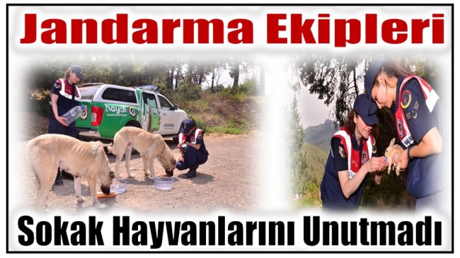 Jandarma; Sıcak Havalarda Sokak Hayvanlarını Unutmadı