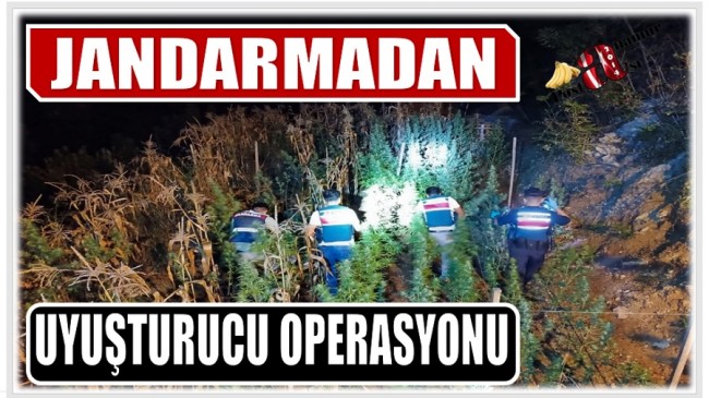Jandarmadan Uyuşturucu Operasyonu ; 1773 Kök Kenevir Bitkisi Ele Geçirildi