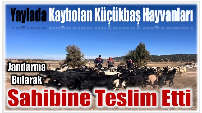 Kaybolan Küçükbaş Hayvanları Jandarma Buldu ; Sahibine Teslim Etti !
