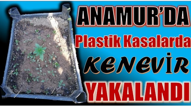ANAMUR’DA PLASTİK KASALARDA KENEVİR YAKALANDI