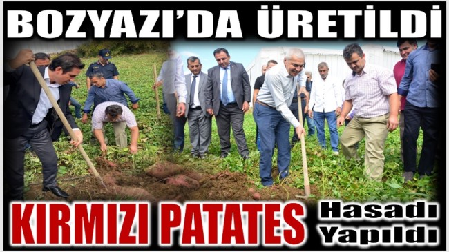 Bozyazı’da Yetiştirilen KIRMIZI PATATESİN Hasadı Yapıldı