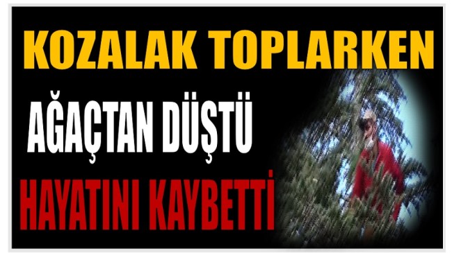 Kozalak Toplarken Ağaçtan Düştü ; Hayatını Kaybetti