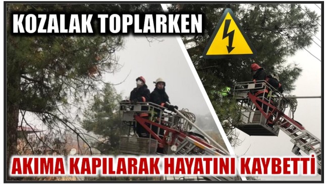 Kozalak Toplarken Elektrik Akımına Kapıldı