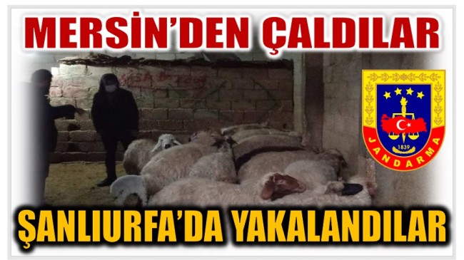 Hayvanları Kaçırdılar , Kendileri Jandarmadan Kaçamadılar !