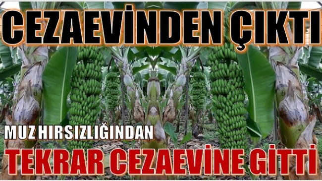 CEZAEVİNDEN ÇIKTI , MUZ HIRSIZLIĞINDAN TEKRAR CEZAEVİNE GİRDİ