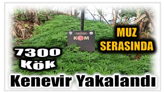 Muz Serasında 7300 Kök Kenevir Yakalandı