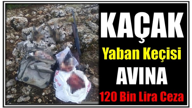 KAÇAK YABAN KEÇİSİ AVINA 120 BİN LİRA CEZA