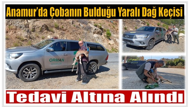 Anamur’da Çobanın Bulduğu Yaralı Dağ Keçisi Tedavi Altına Alındı